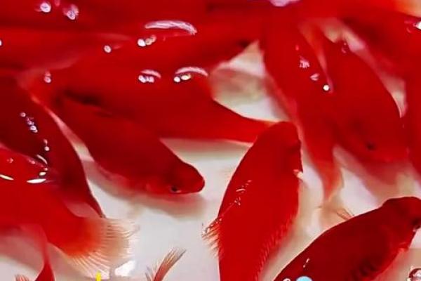 在家养什么鱼风水好? 在家养什么鱼风水好?