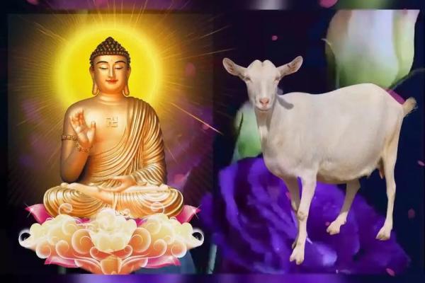 1979年5月初2属羊养几条风水鱼好- 1979年5月初2属羊养几条风水鱼好-