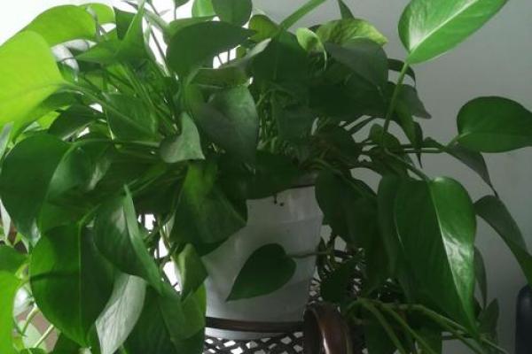 写字楼办公室风水绿植哪种最好推荐 写字楼办公室风水绿植哪种最好推荐