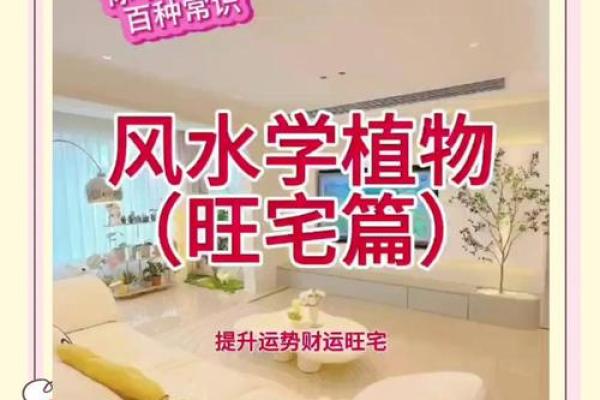 简单的风水改运，绿植摆放指南