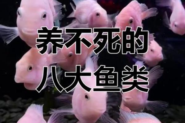 风水，什么类型的八字适合养鱼