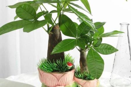 简单的风水改运，绿植摆放指南