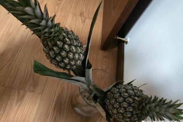 家居风水如何在家里种植菠萝为家庭带来好运 家居风水如何在家里种植菠萝为家庭带来好运