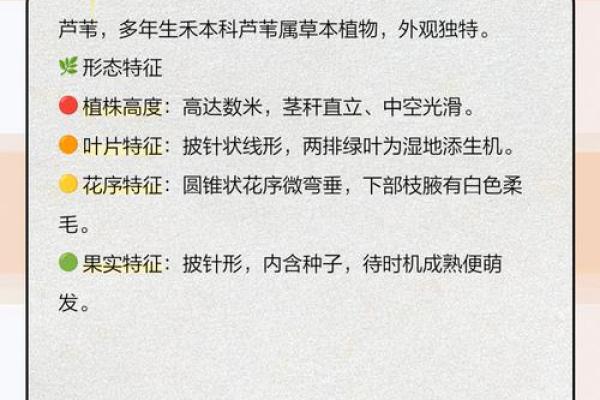 芦苇风水讲解 芦苇风水讲解