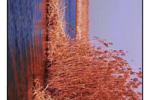 芦苇风水讲解 芦苇风水讲解