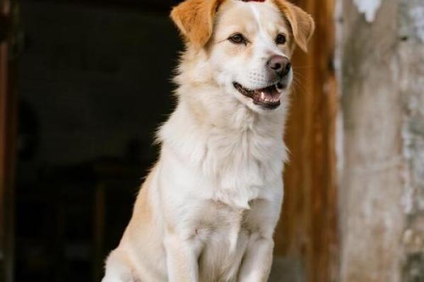 养狗风水禁忌 这样养狗只会破财招灾 养狗风水禁忌 这样养狗只会破财招灾