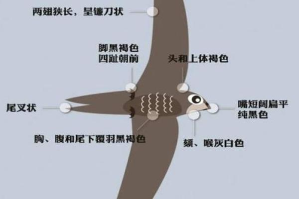 专挑富贵人家筑巢,燕子真的会看风水? 专挑富贵人家筑巢,燕子真的会看风水?