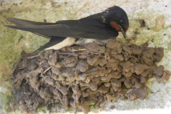 专挑富贵人家筑巢,燕子真的会看风水? 专挑富贵人家筑巢,燕子真的会看风水?