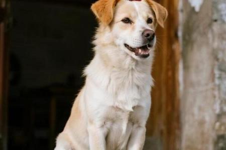 养狗风水禁忌 这样养狗只会破财招灾