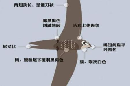 专挑富贵人家筑巢，燕子真的会看风水？