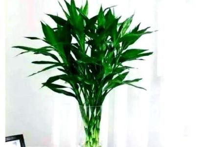 家居生活中风水植物与健康开运