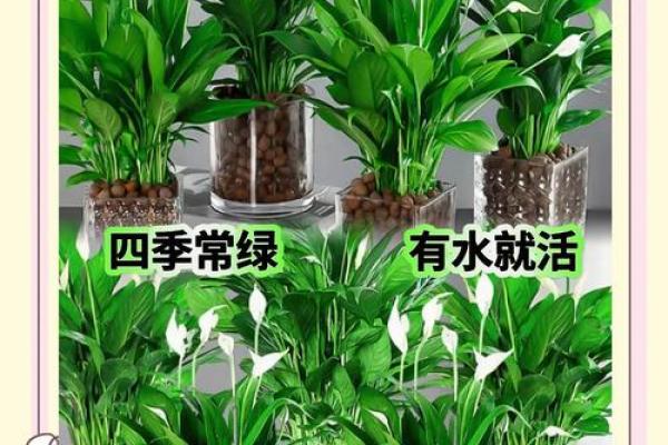 白掌风水攻略 白掌风水攻略