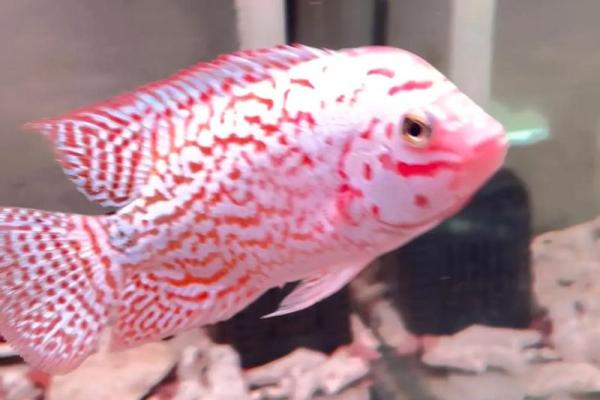 养罗汉鱼风水好吗 养罗汉鱼风水好吗