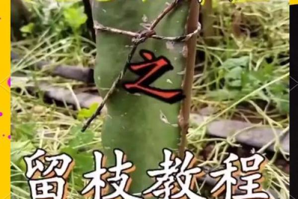 家里种火龙果影响风水 家里种火龙果影响风水