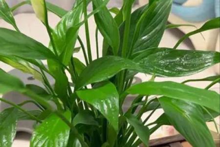 白掌风水攻略