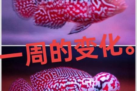 养罗汉鱼风水好吗