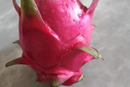 家里种火龙果影响风水