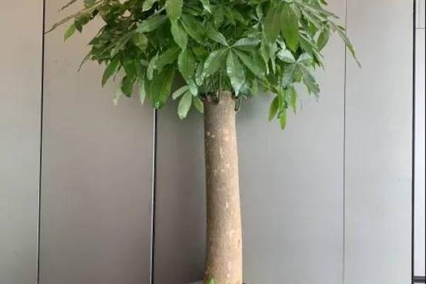 怎样养出富贵吉祥的好风水 怎样养出富贵吉祥的好风水