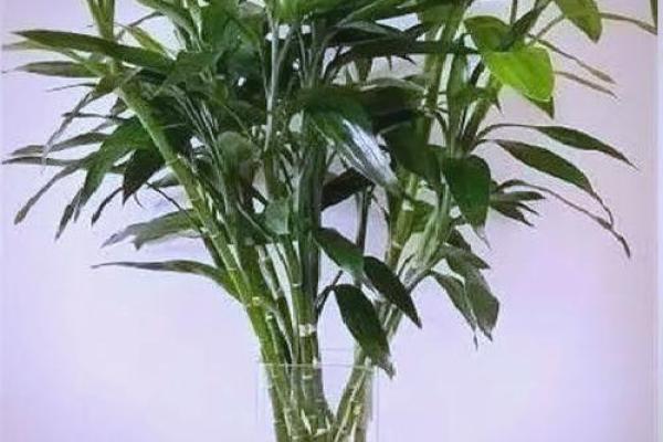 怎样养出富贵吉祥的好风水 怎样养出富贵吉祥的好风水