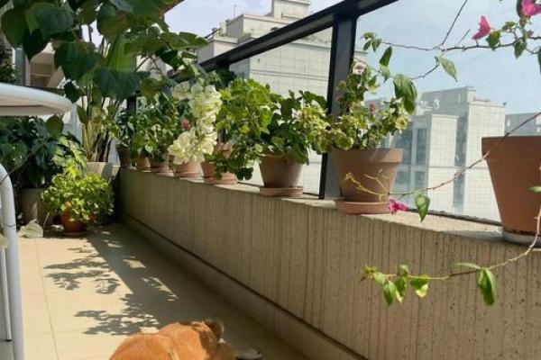阳台和窗台风水布置提高桃花运