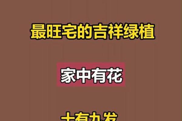 植物风水也有重要作用 推荐几种旺宅的植物