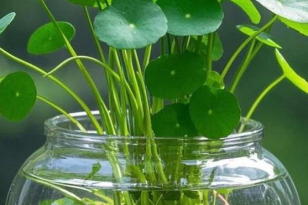 绿色 风水 绿色 风水