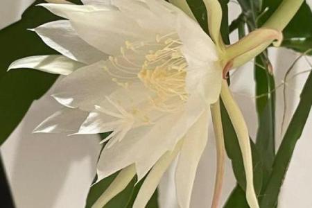风水讲究，家里面养昙花好不好