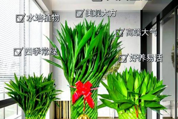 富贵竹究竟摆放在什么方位好呢 富贵竹究竟摆放在什么方位好呢