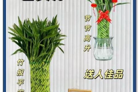 居家:富贵竹摆放在什么方位好