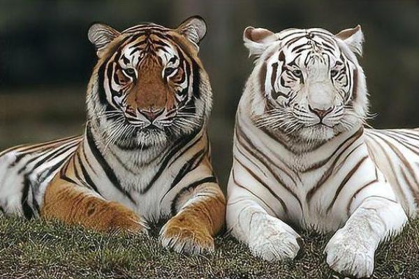 虎跟什么生肖配对最好 生肖虎最佳配对 虎跟什么生肖配对最好 生肖虎最佳配对