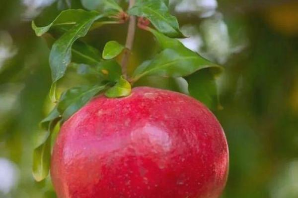 代表财富的水果,财神放什么水果最旺财 代表财富的水果,财神放什么水果最旺财