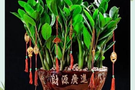 公司摆放风水禁忌 摆放什么植物可以招财