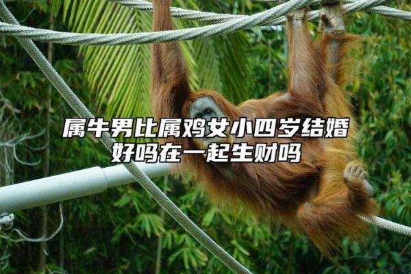 男鸡女牛配对姻缘 男鸡女牛配不配？