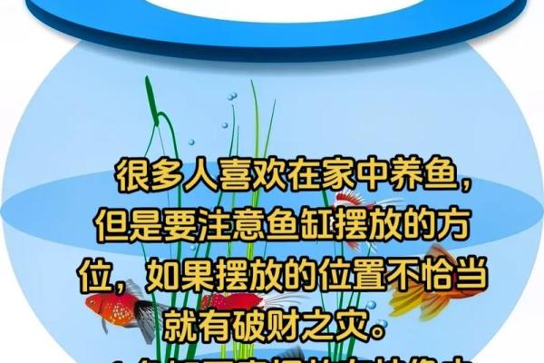 鱼缸的风水_送人鱼缸有什么说法