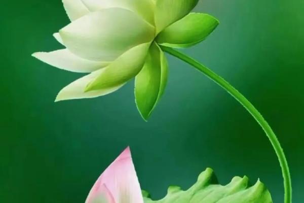 紫薇别走]巨蟹座-七世轮回换来今生的福报