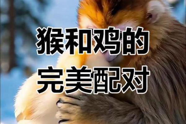 属鸡人属相姻缘配对 属鸡人属相姻缘配对