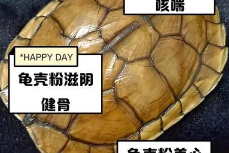 风水乌龟壳的功效与作用