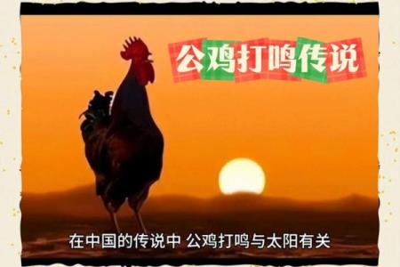 母鸡打鸣算命怎么说,母鸡在早晨打鸣预示什么