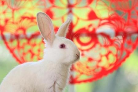 一个兔子头的星座运势