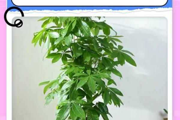 做生意的风水禁忌,想发财必看 做生意的风水禁忌,想发财必看