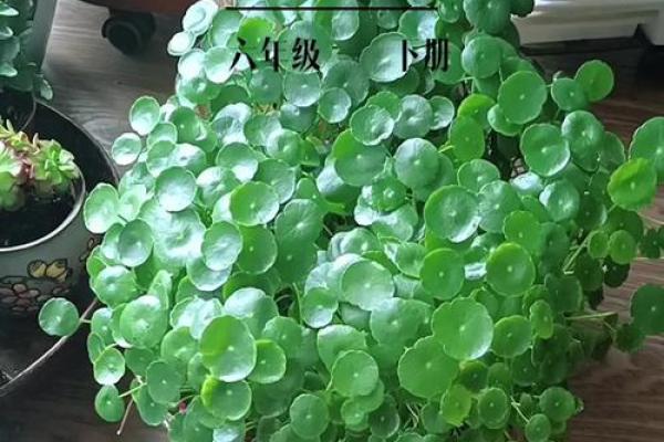 旺运风水局,如何使用植物布局 旺运风水局,如何使用植物布局