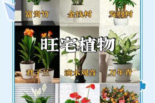 旺运风水局,如何使用植物布局 旺运风水局,如何使用植物布局