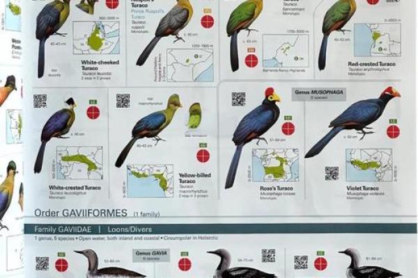 鸟算命揭秘 鸟算命揭秘