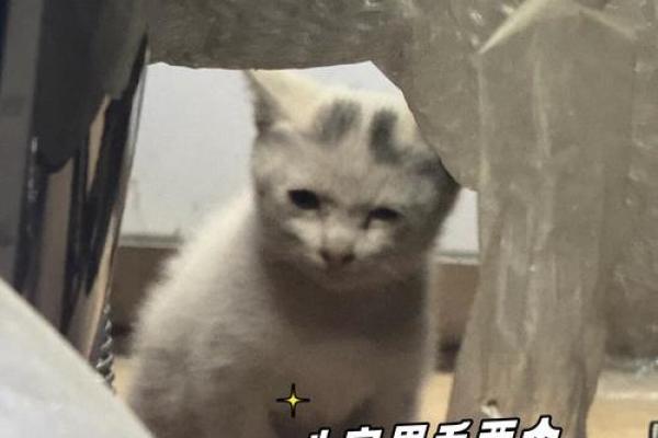 八字眉猫咪