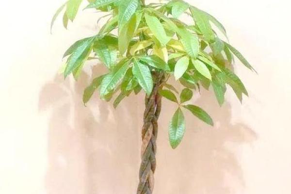 办公室风水：十二生肖最配的绿色植物有哪些？