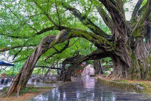 月老姻缘树有几种 月老姻缘树是什么树？