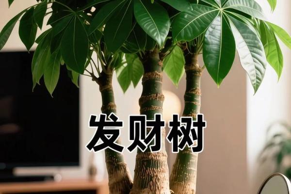 风水财运门前种树也不要种这三棵树禁忌