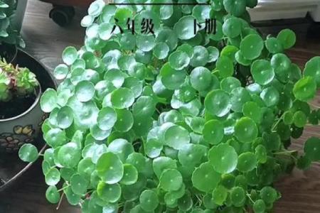 旺运风水局，如何使用植物布局