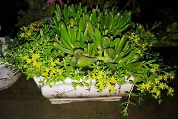 风水一年四季都不死的花都有哪些类型