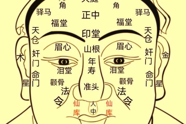 面相算命入门:三停,什么是三停? 面相算命入门:三停,什么是三停?